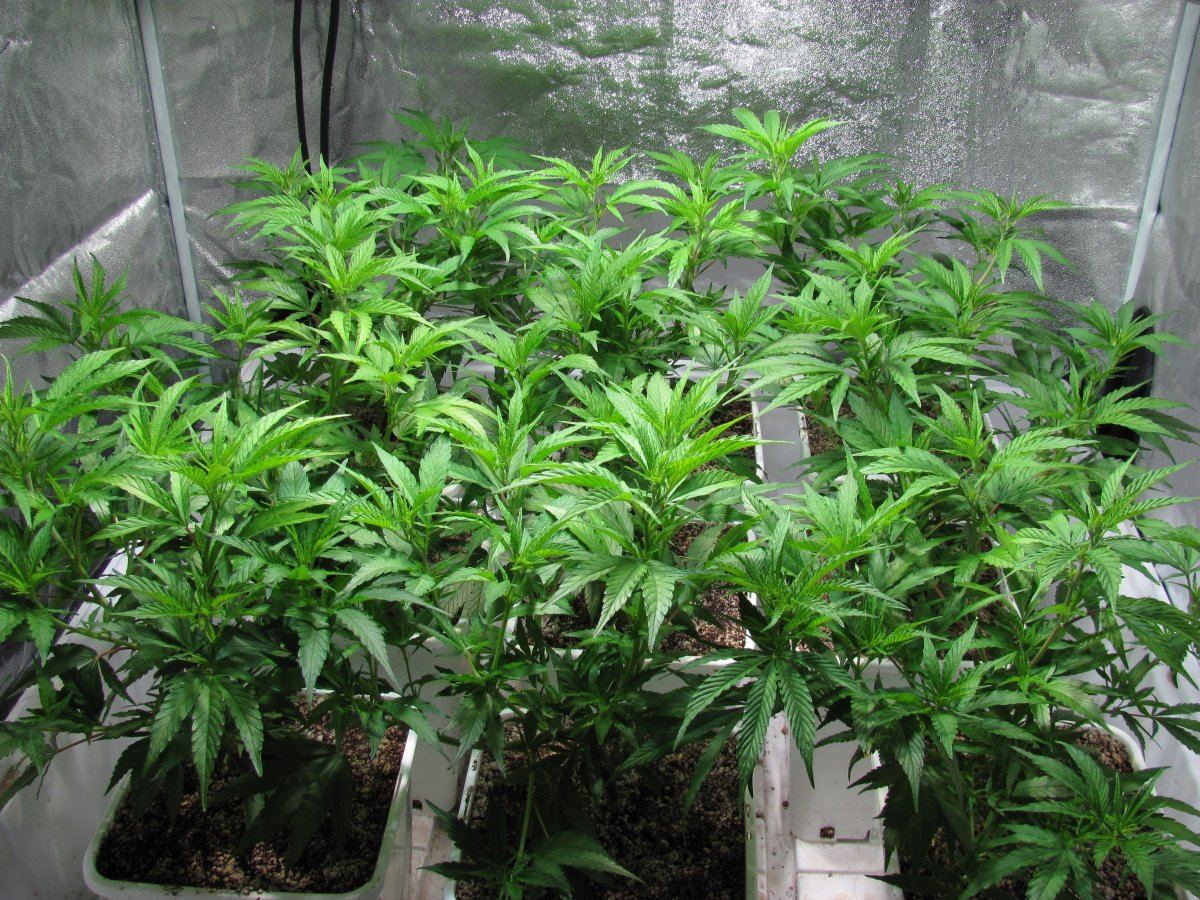 Week 4