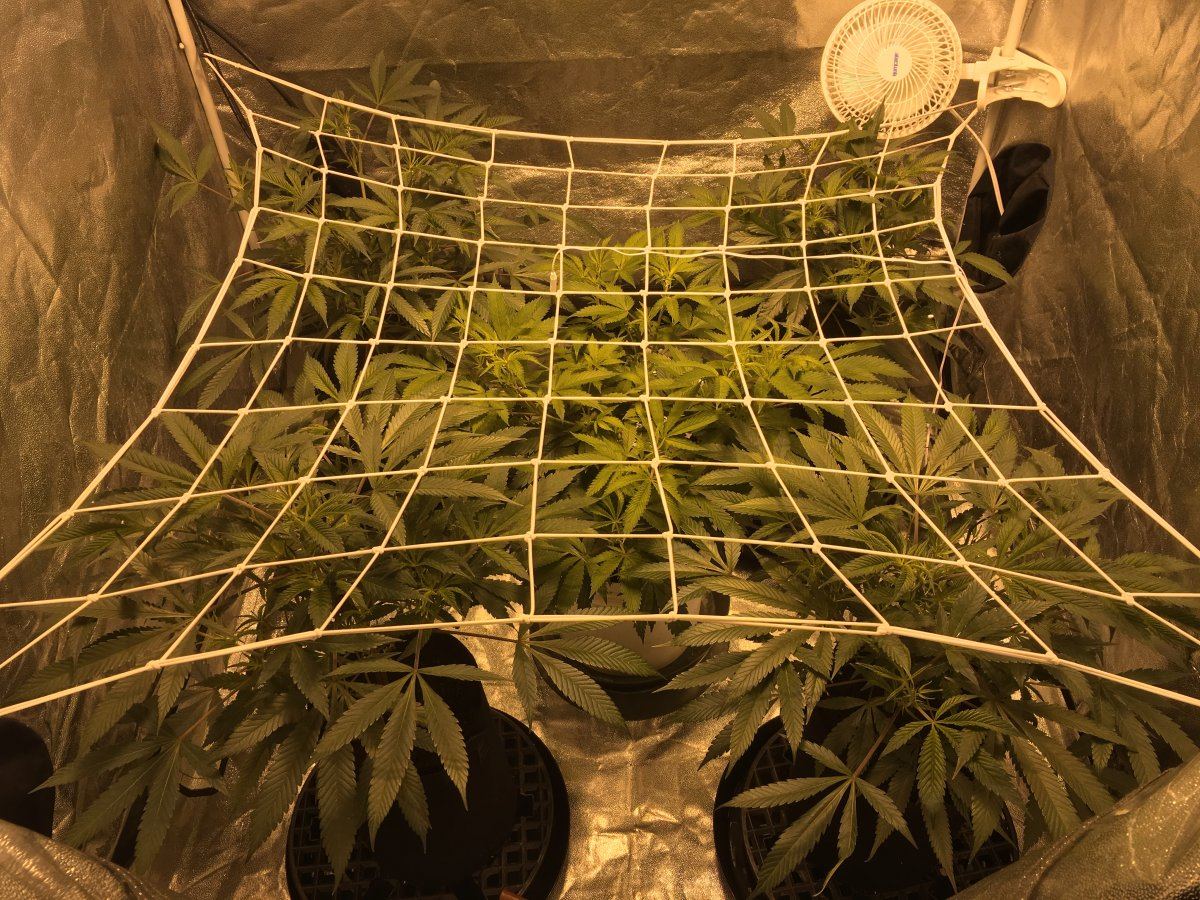 Week 4