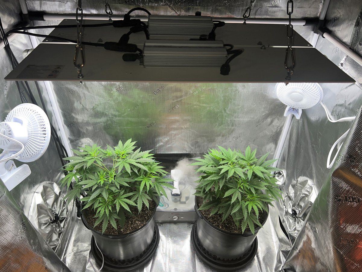 Week 4 Plants