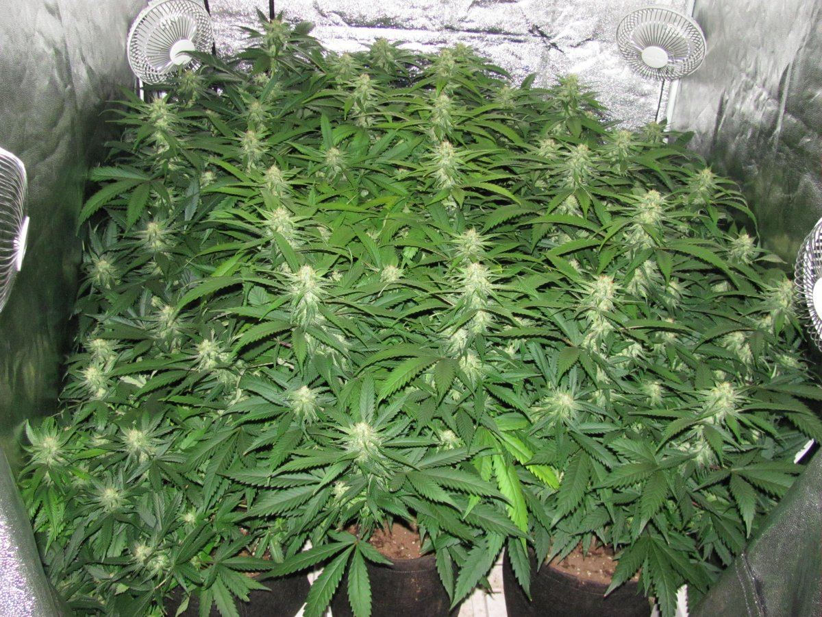 Week 4F