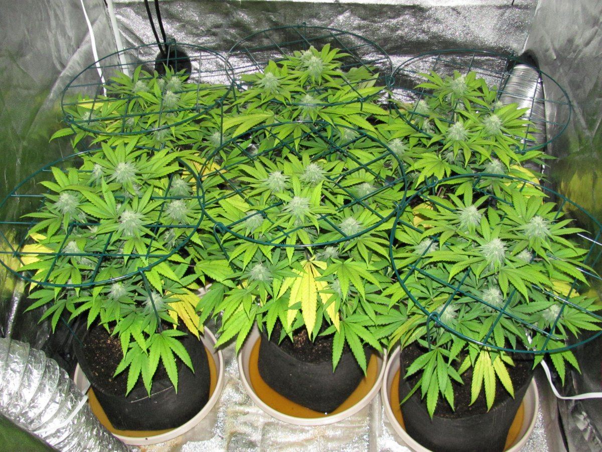 Week 4F