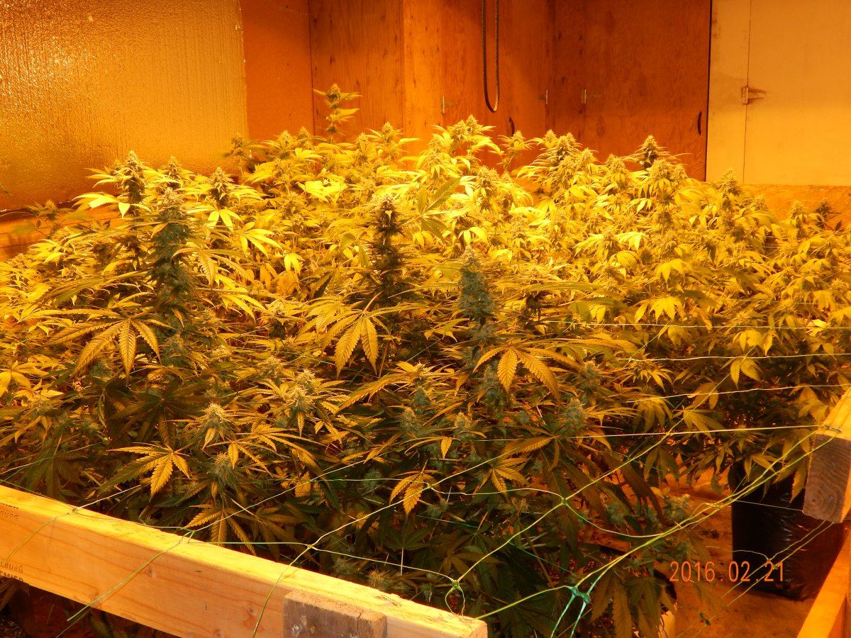 Week 5 007