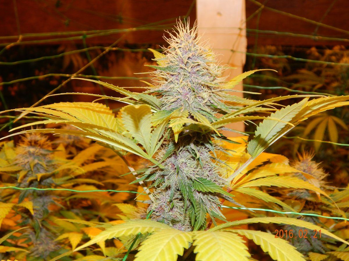 Week 5 012