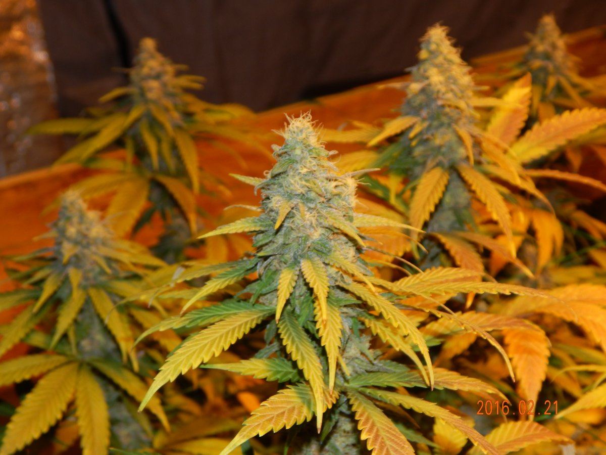 Week 5 021