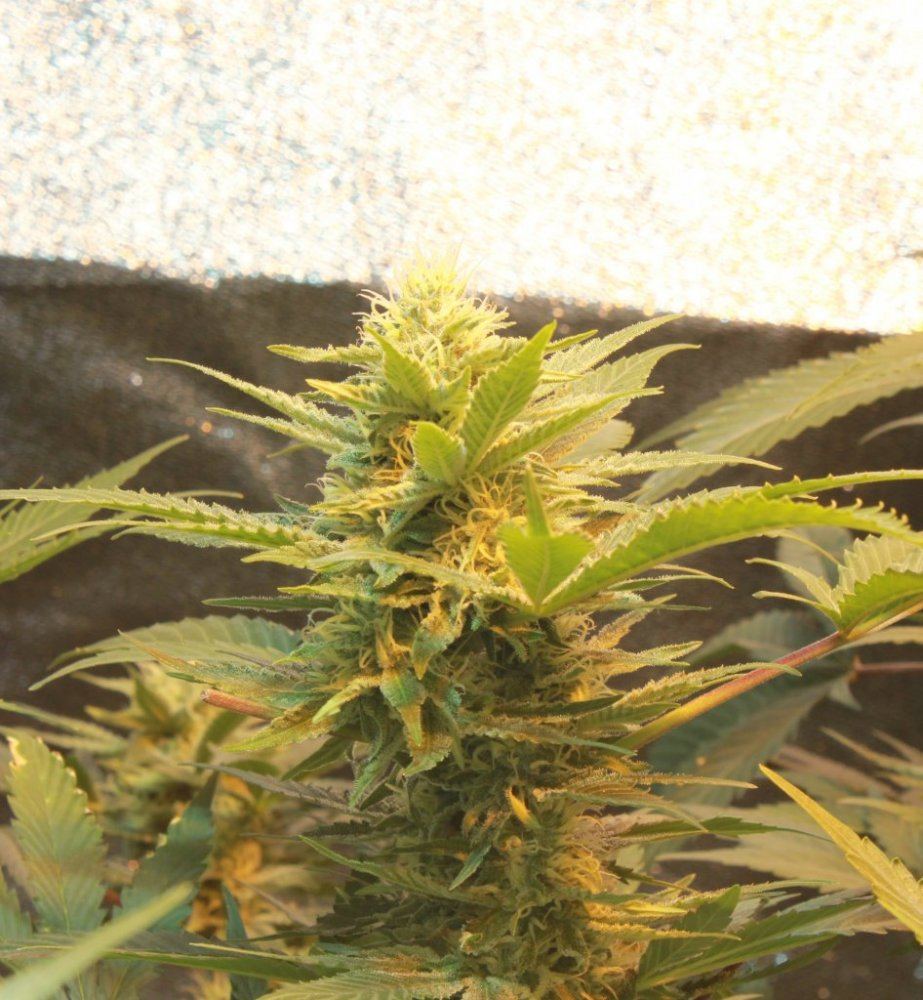 Week 5 2