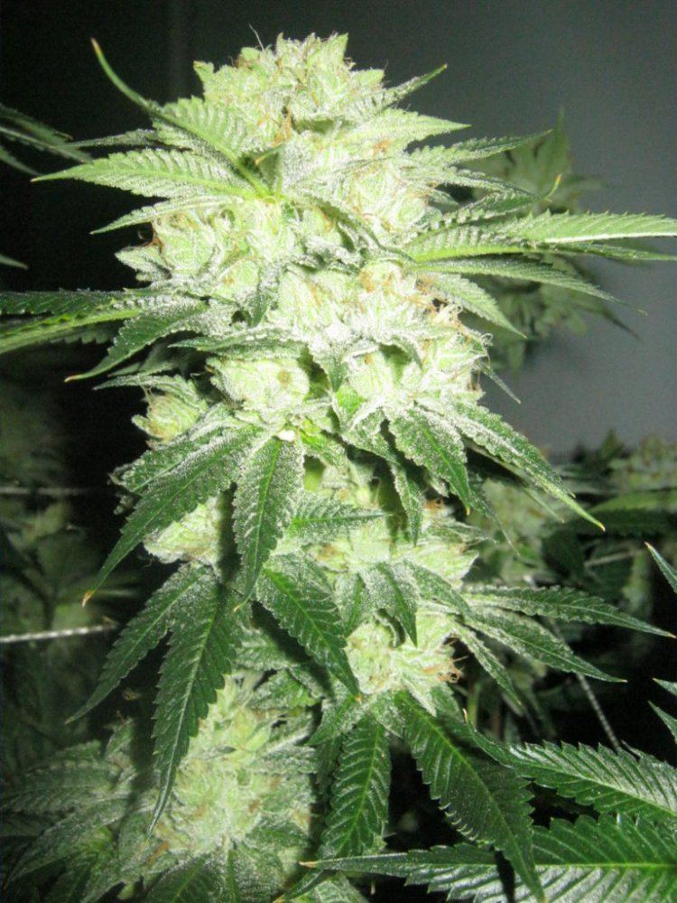 Week 5 aptus 035
