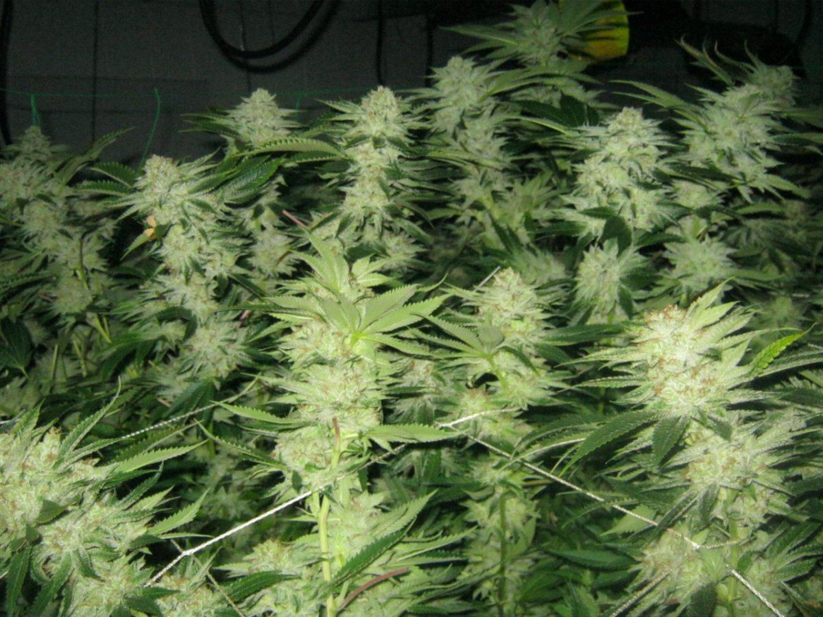 Week 5 aptus 041