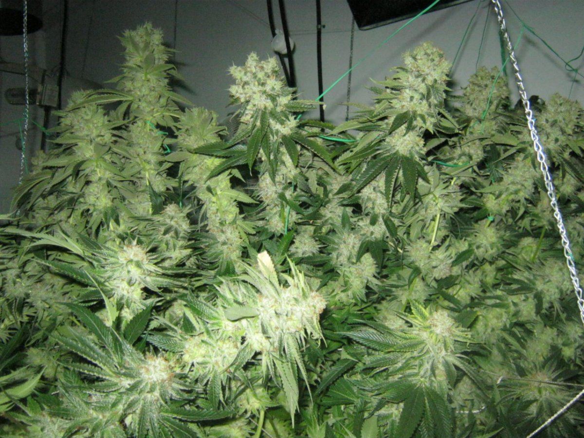 Week 5 aptus 048