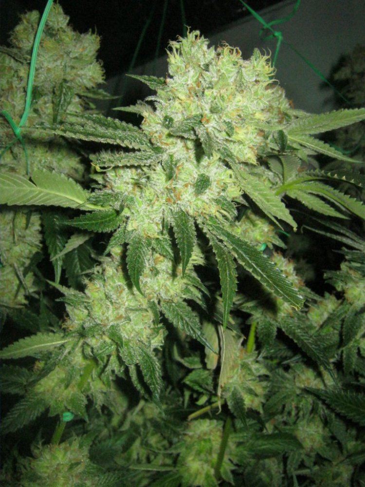 Week 5 aptus 050