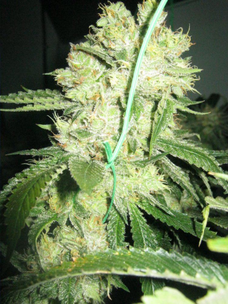 Week 5 aptus 051