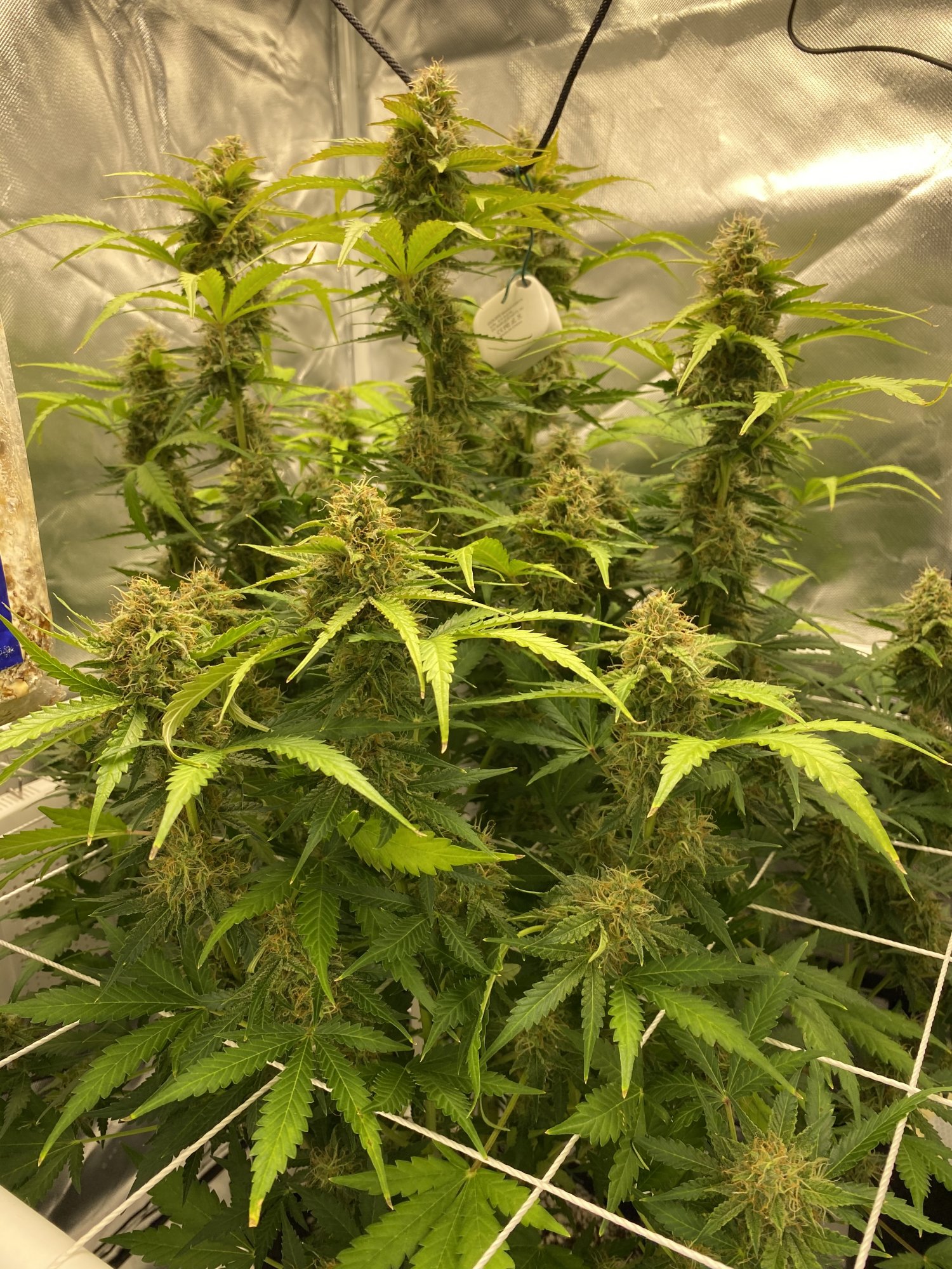 Week 5 flower a hint of sewergarbage when i open tent