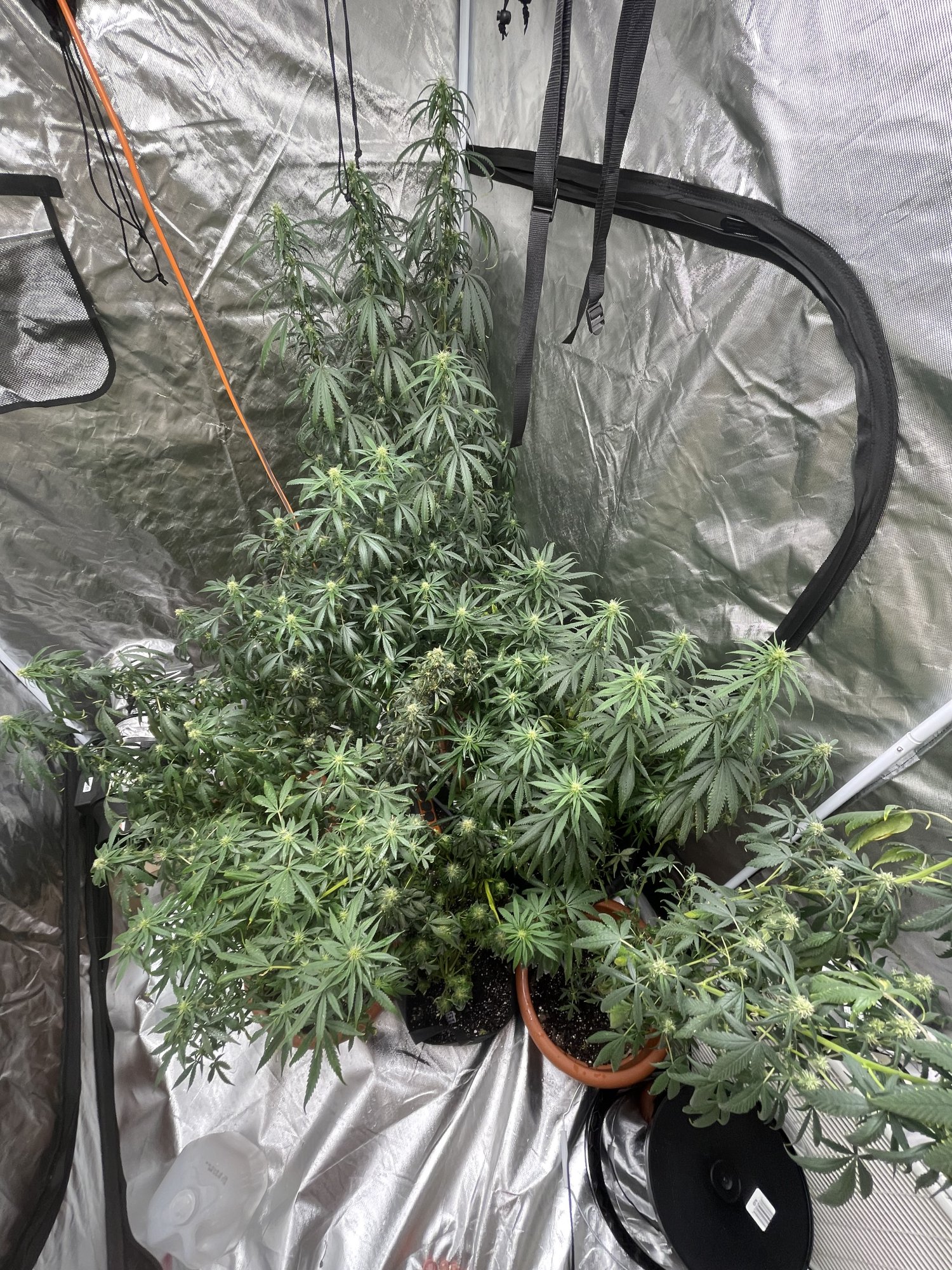 Week 5 flower all plants different 3