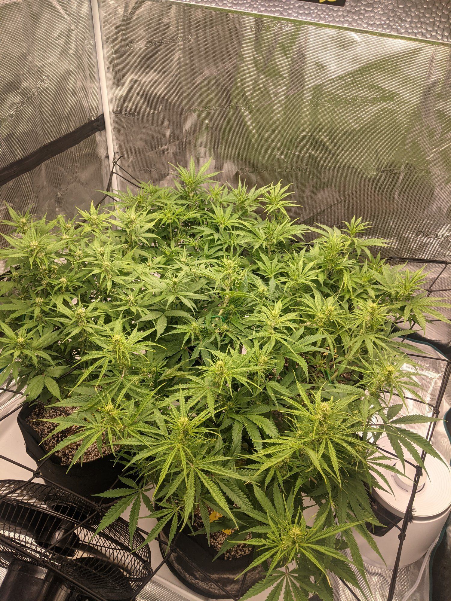 Week 5 from sprout on autoflower for defoilate or not first grow
