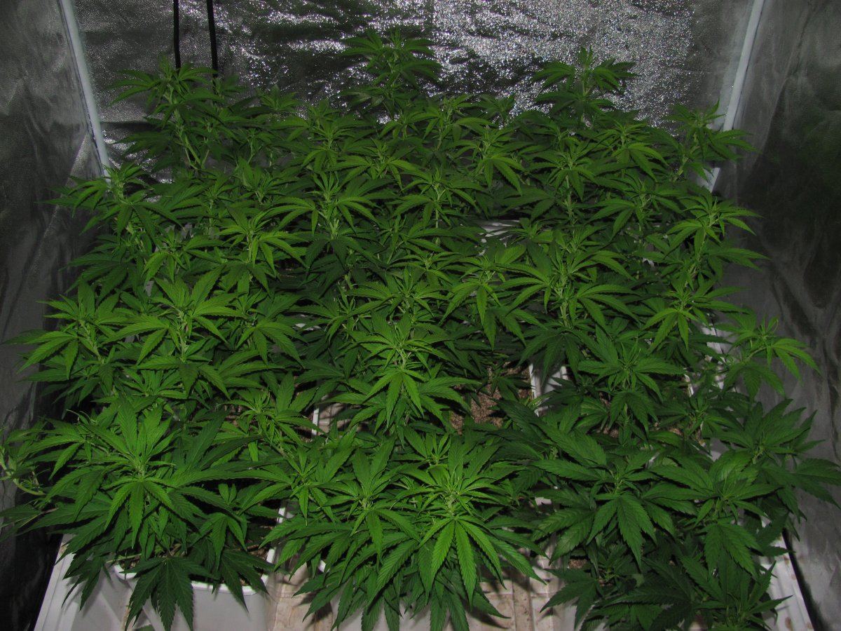 Week 5