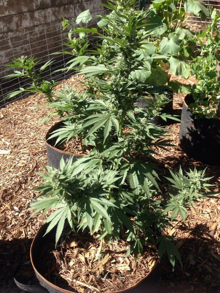 Week 5 sour diesel sour dubbs and sour tangie   outdoor 2
