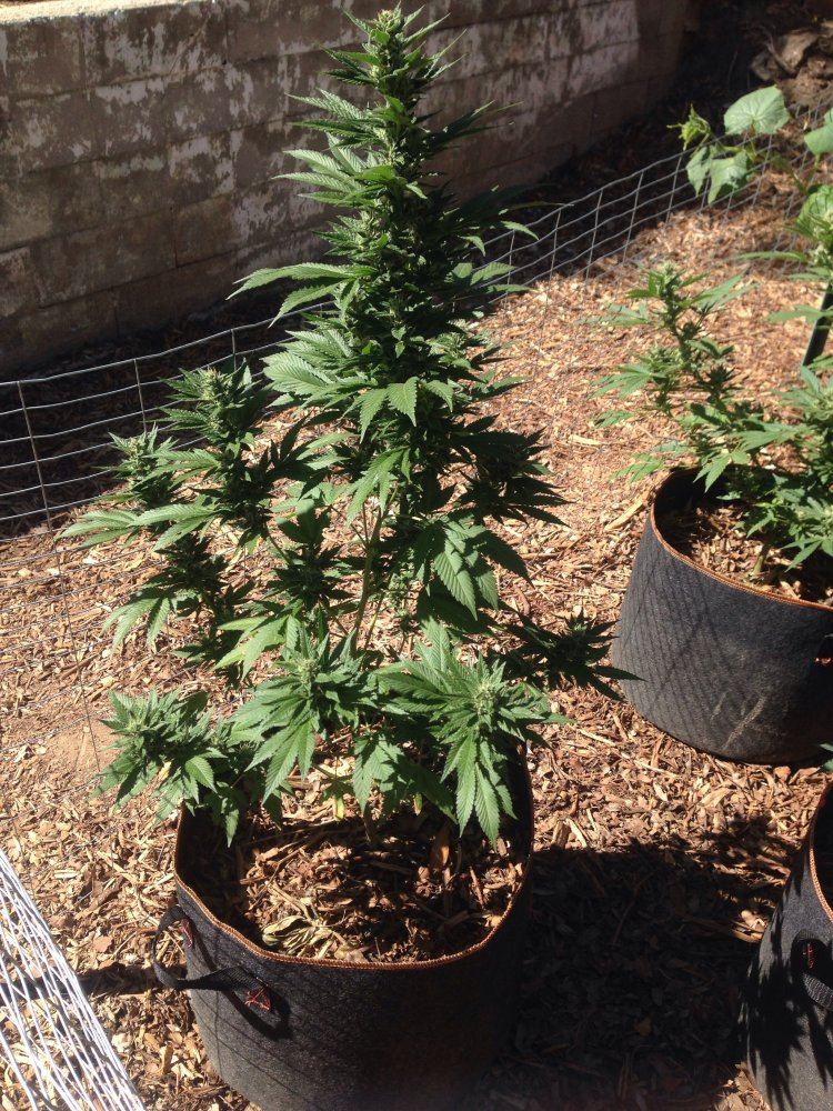 Week 5 sour diesel sour dubbs and sour tangie   outdoor