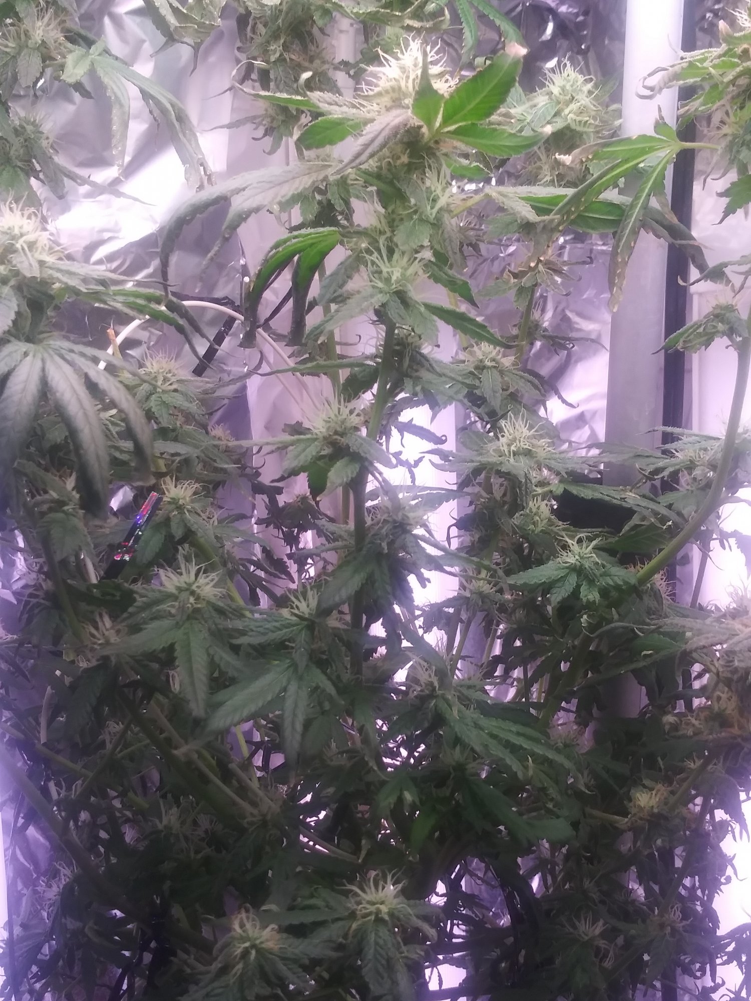 Week 5 whats wrong