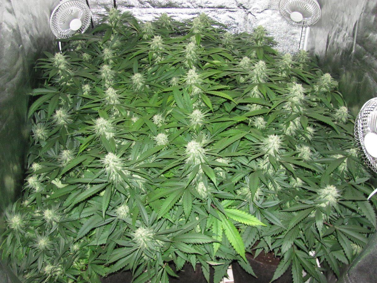 Week 5F