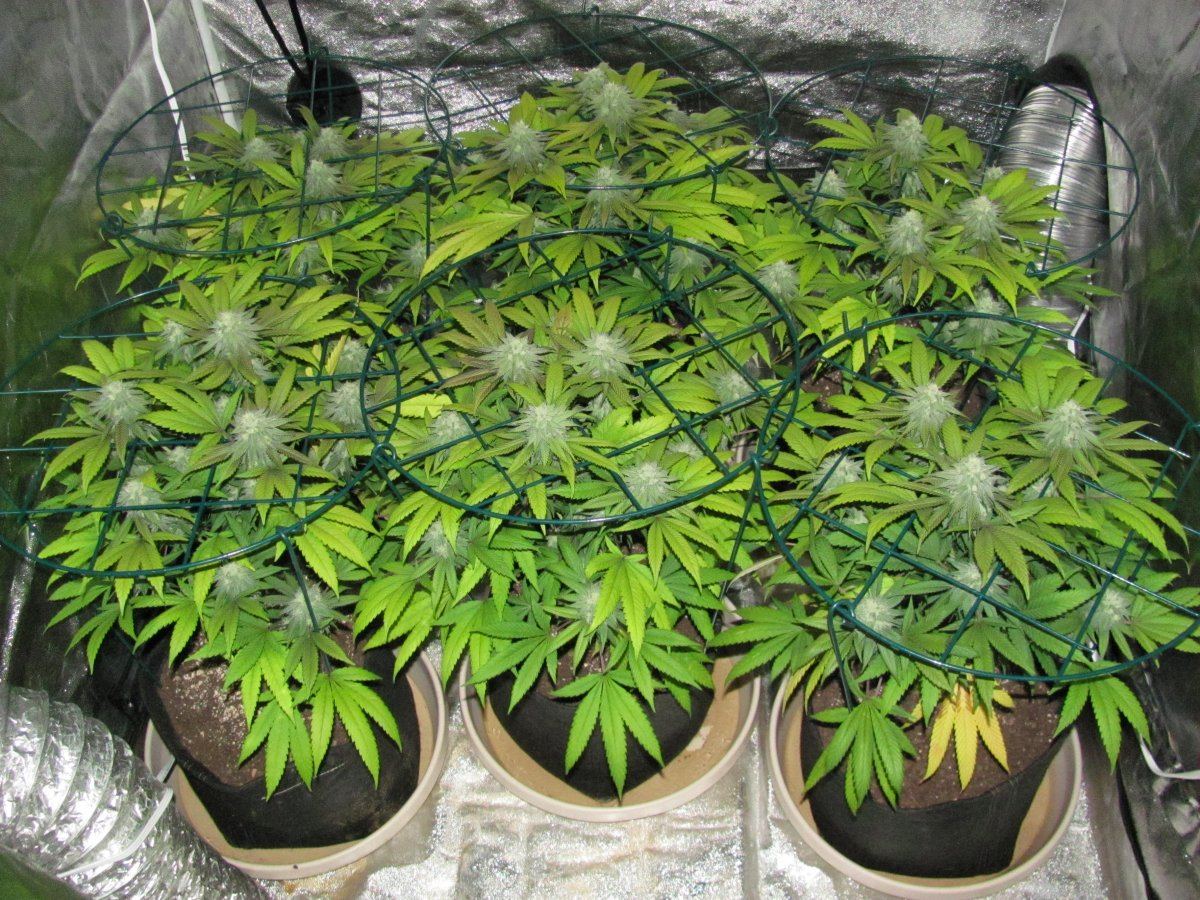 Week 5F