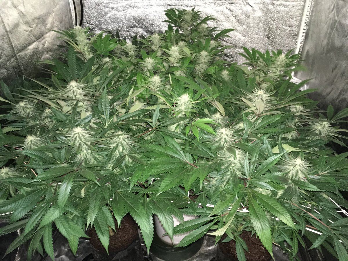 Week 5F