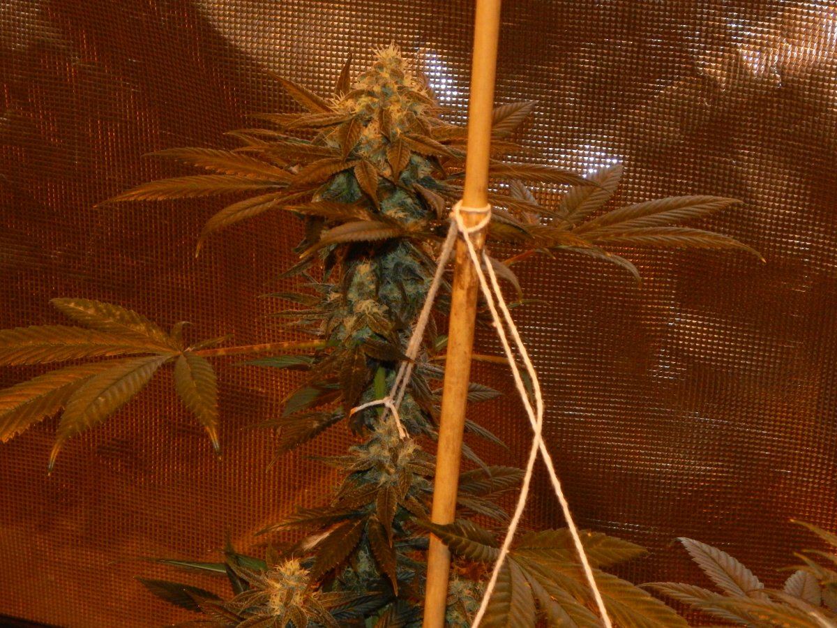 Week 6 004
