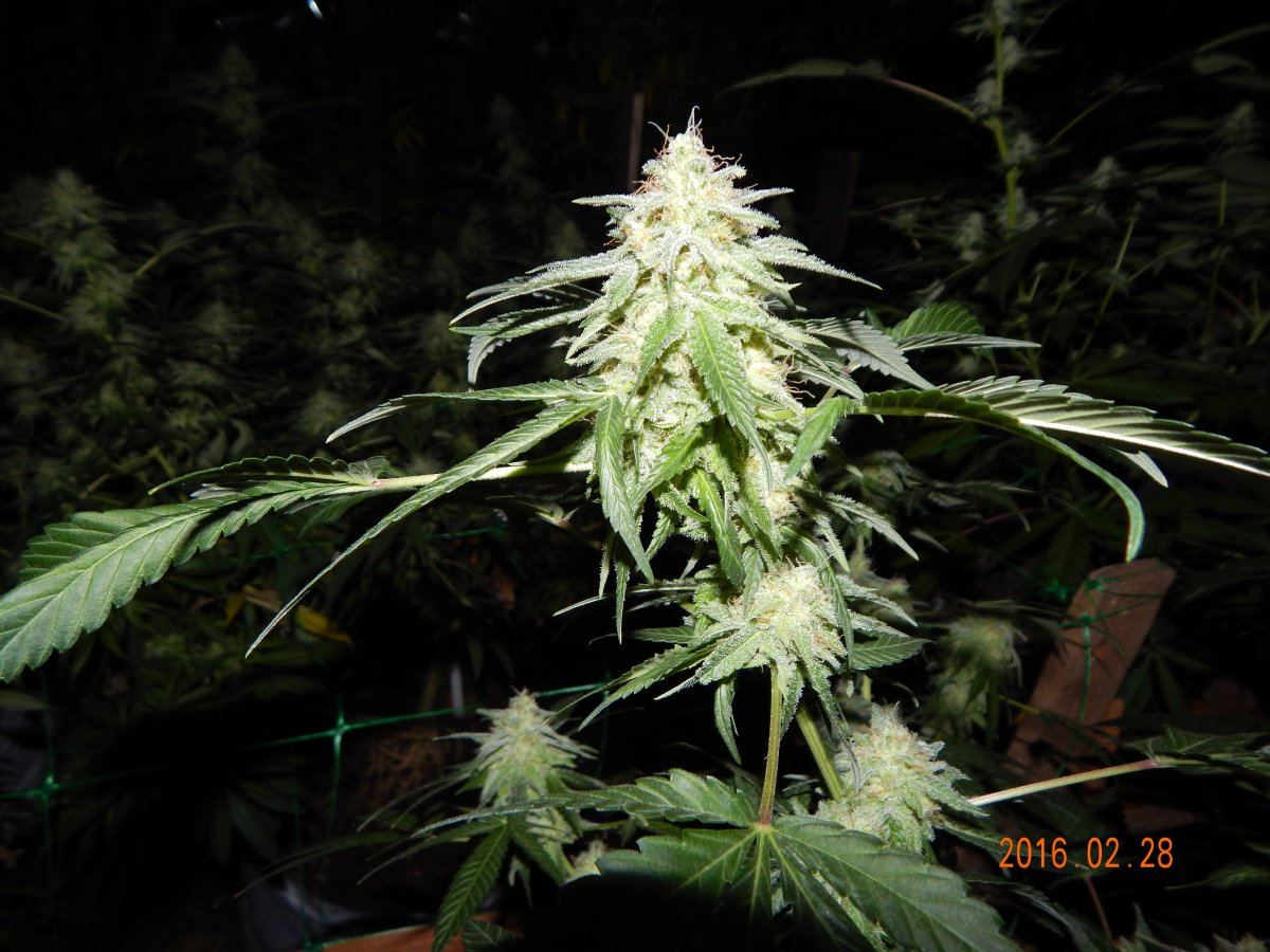 Week 6 004