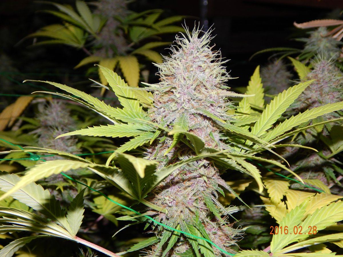 Week 6 026