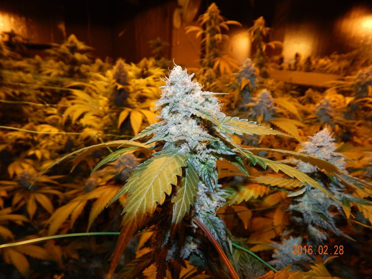 Week 6 044
