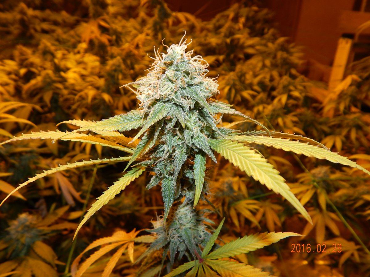 Week 6 050