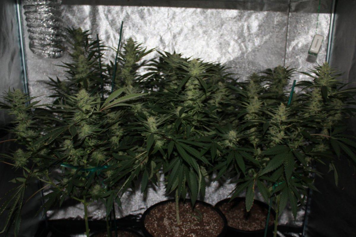 Week 6 1
