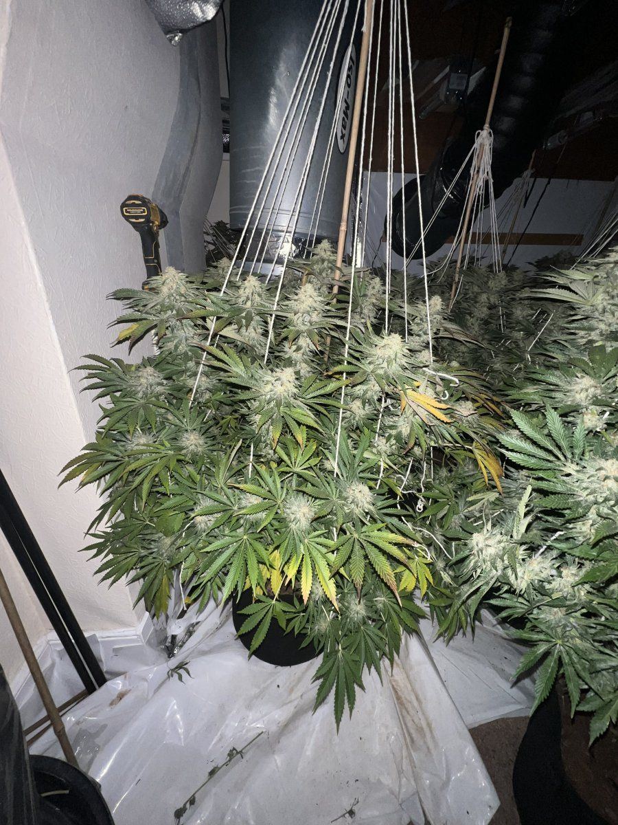 Week 6 12 leaf yellow stardwag from clones