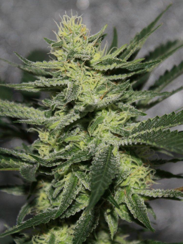 Week 6 2