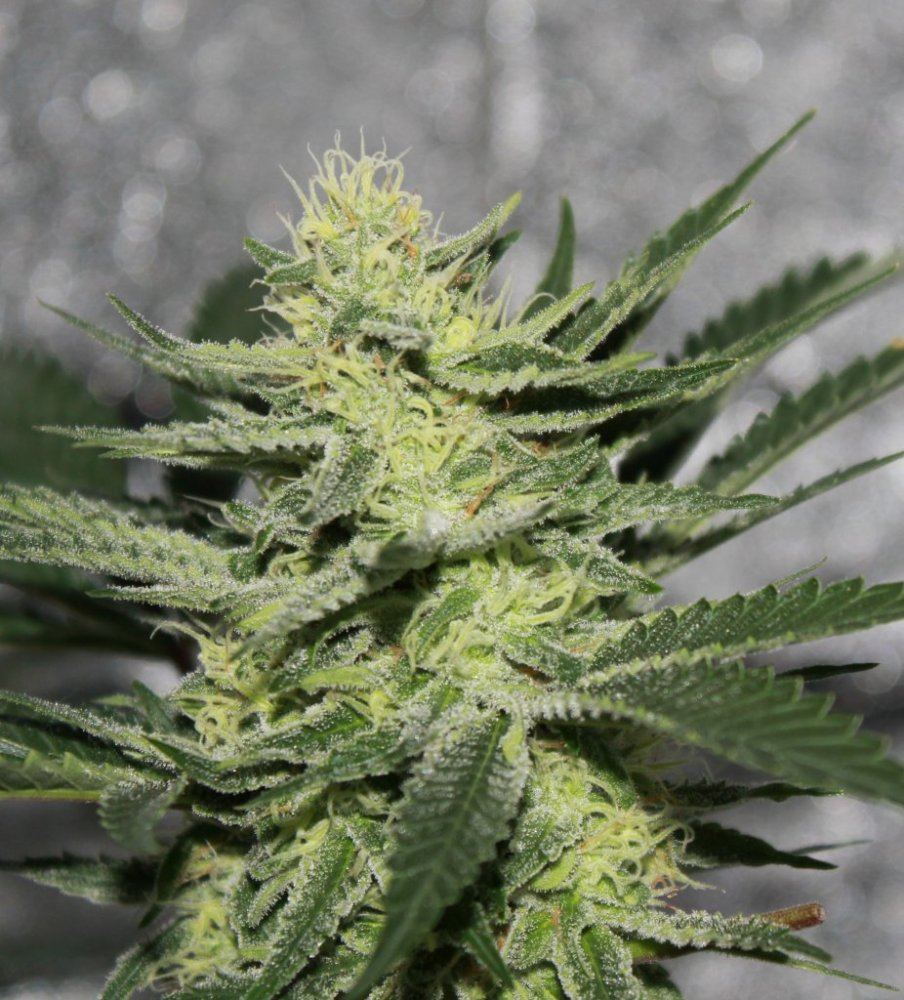 Week 6 3