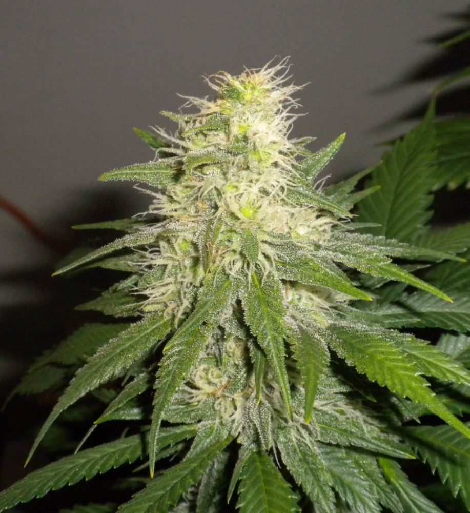 Week 6 Day 38 BlueHashbud