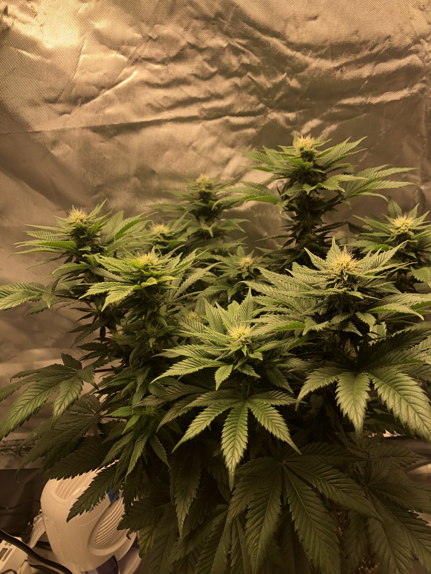 Week 6 flower check in time 6
