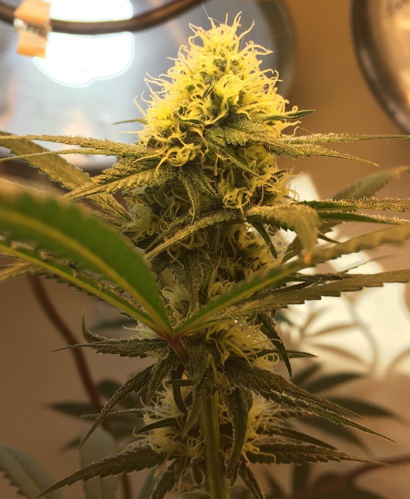 Week 6 flowers 3