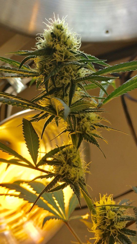 Week 6 flowers 4