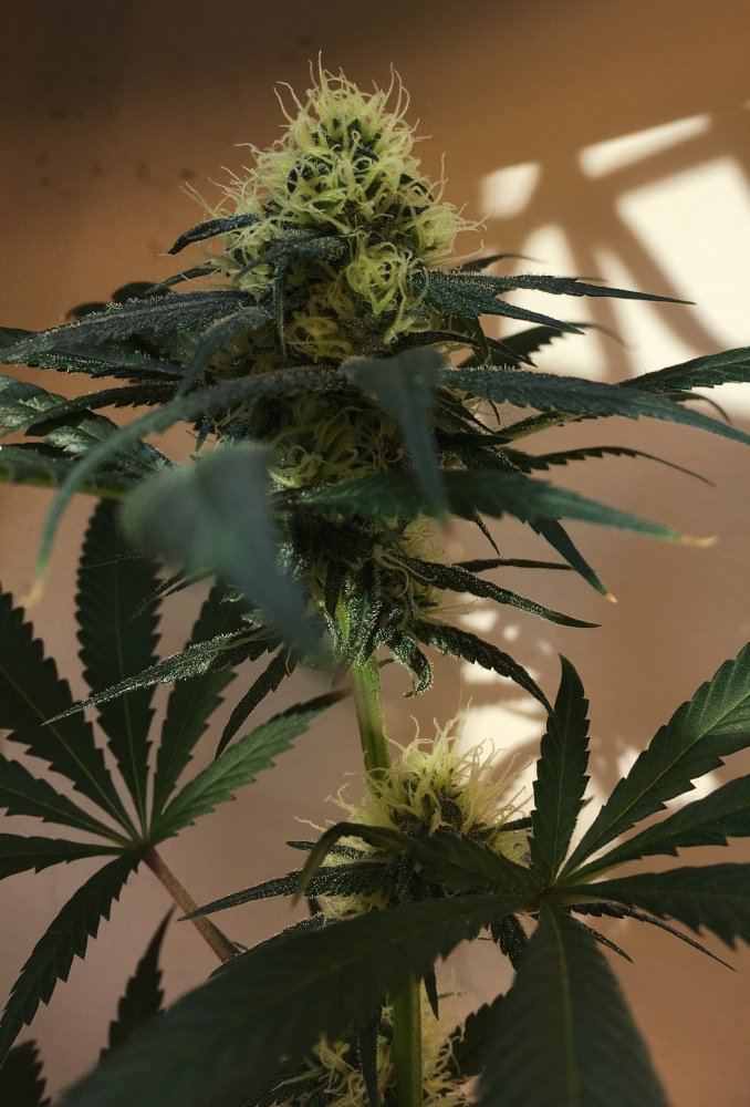 Week 6 flowers 5
