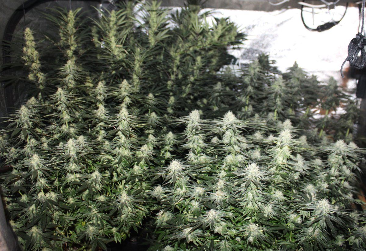 Week 6