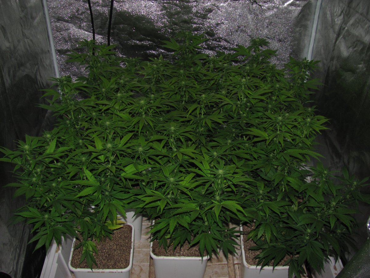 Week 6