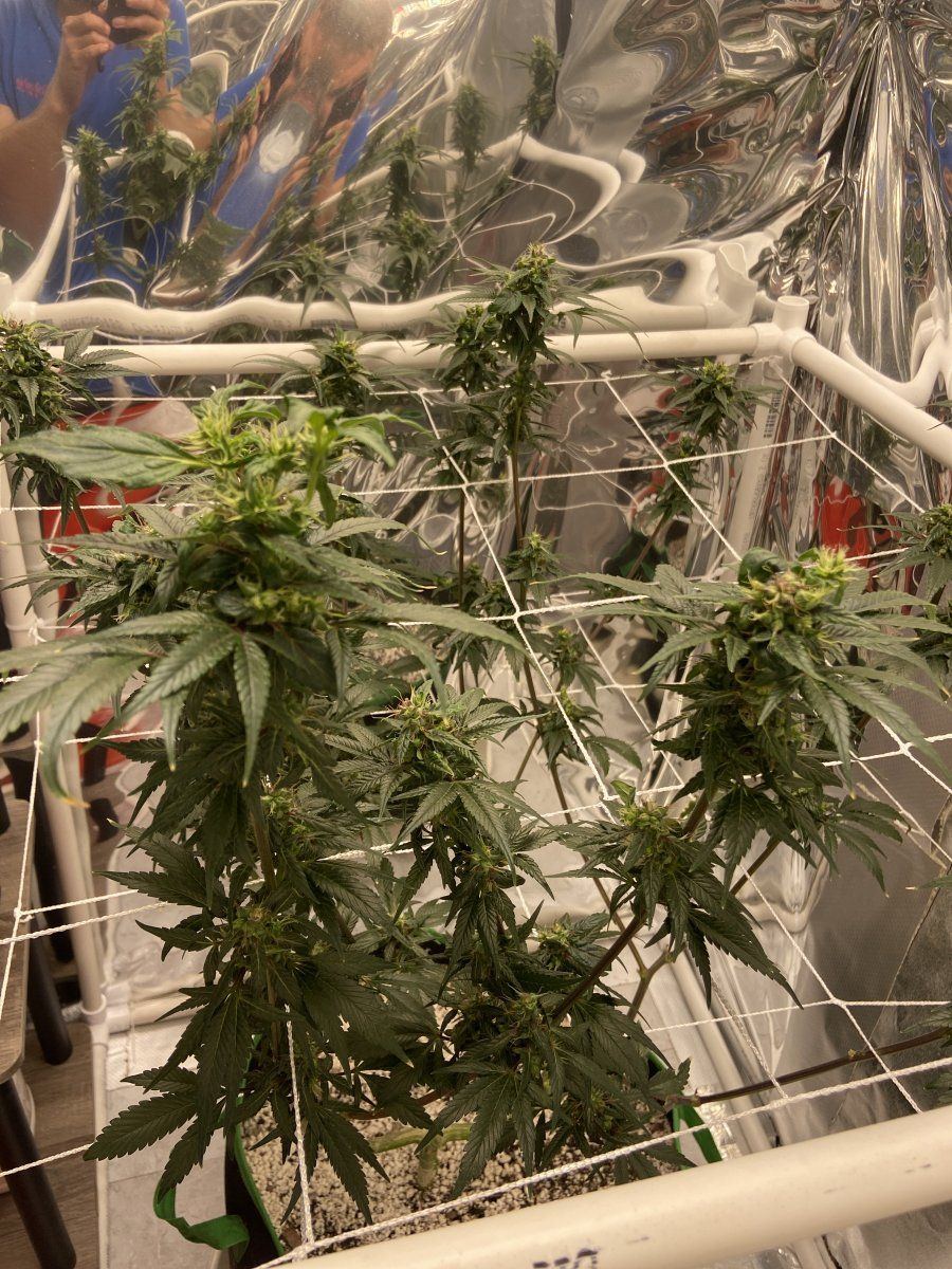 Week 6 of flower and new growth on one of five plants but perfect environment 3