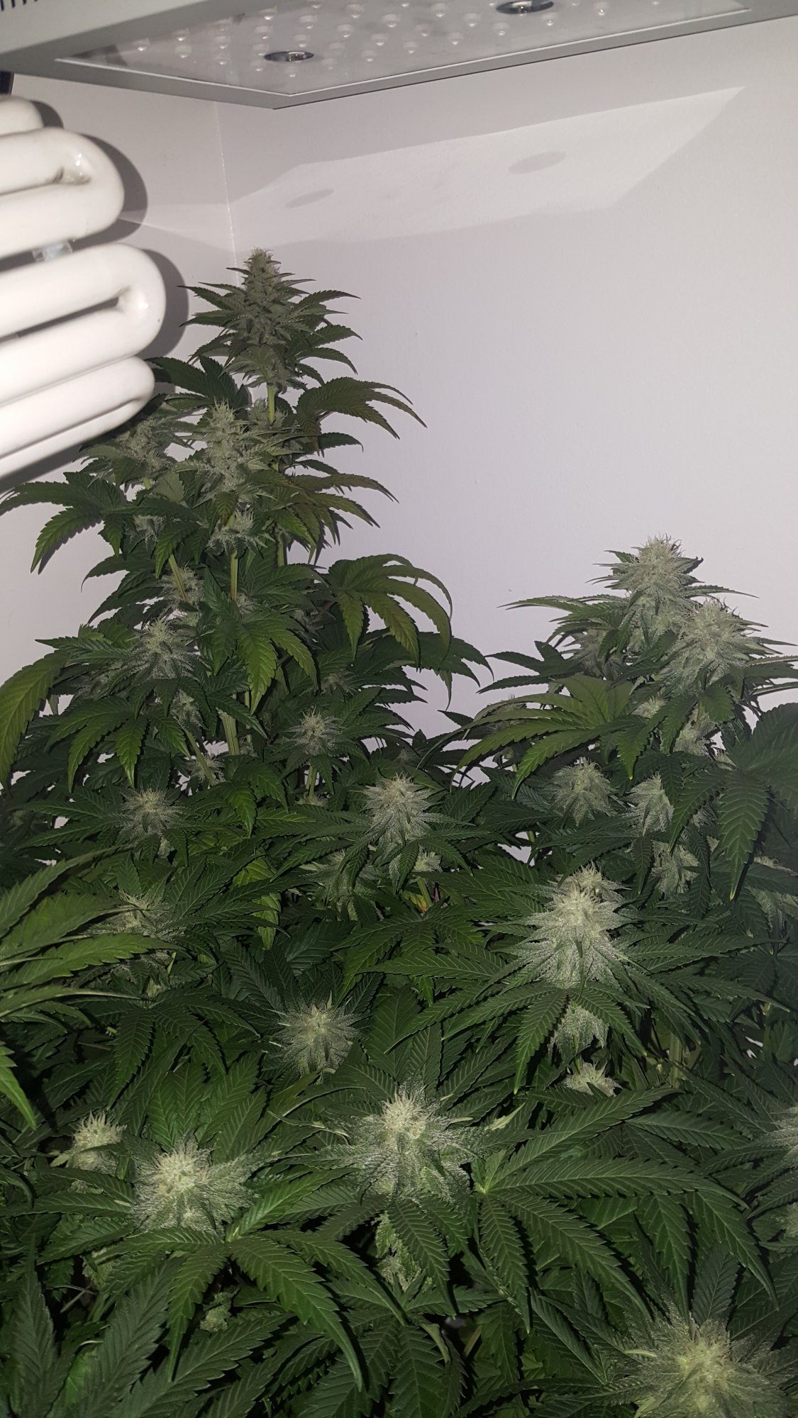 Week 6 of flower any tips or comments 2
