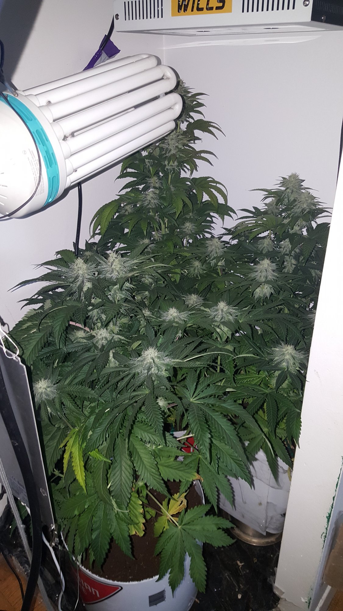 Week 6 of flower any tips or comments 3