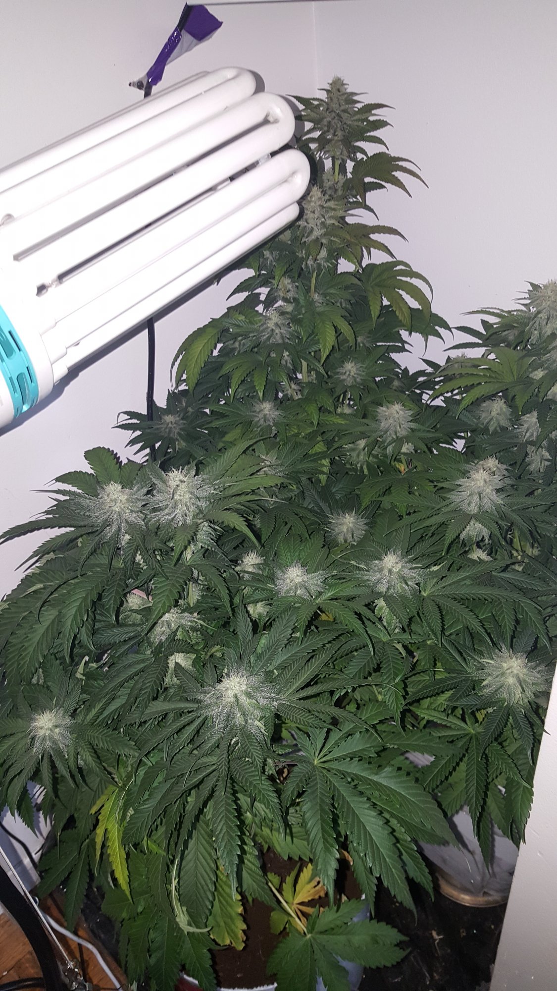 Week 6 of flower any tips or comments