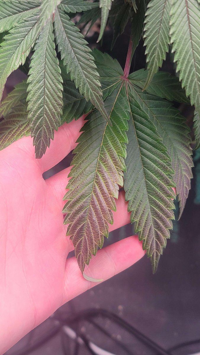 Week 6 of flower  leaves are turning purplebrownish red 2