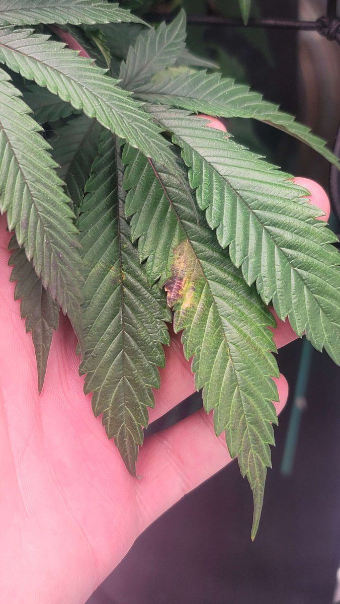 Week 6 of flower  leaves are turning purplebrownish red 3