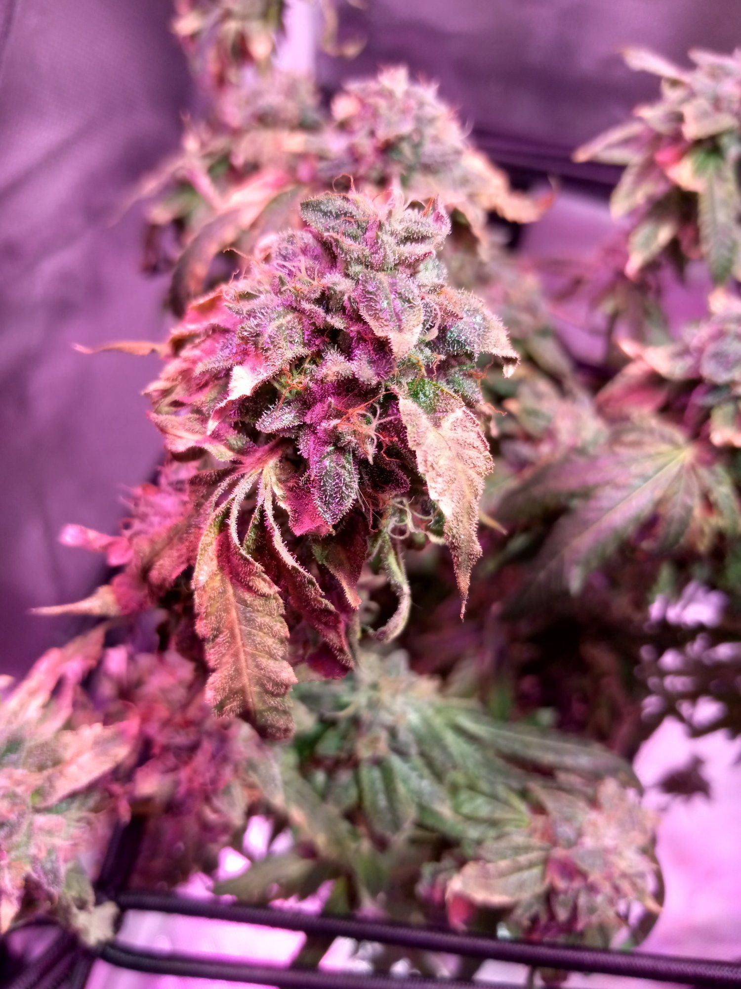 Week 6 of flowering the leafs are suppose to change color right need help 2