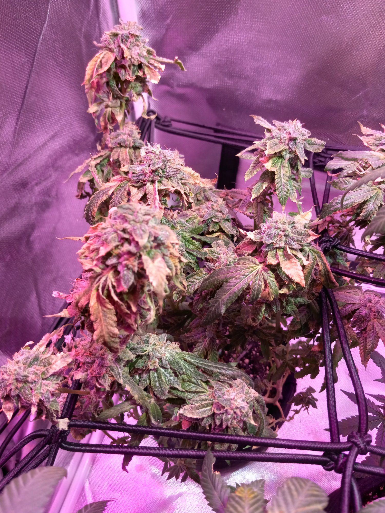 Week 6 of flowering the leafs are suppose to change color right need help