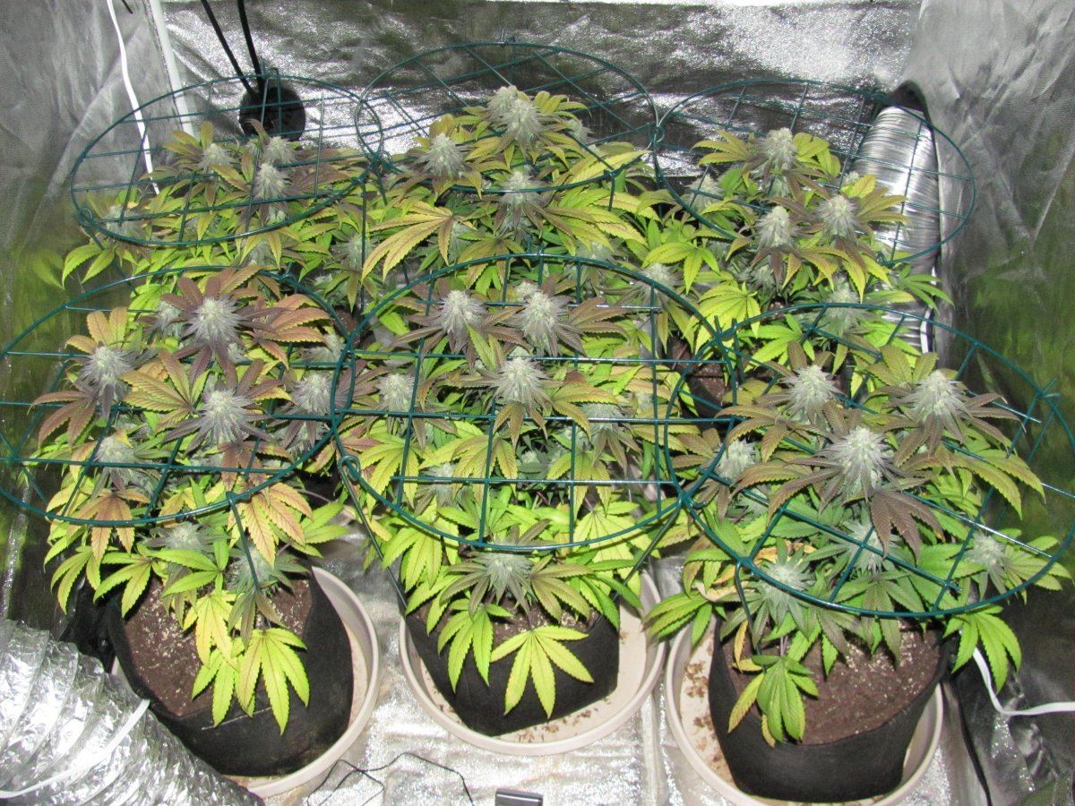 Week 6F