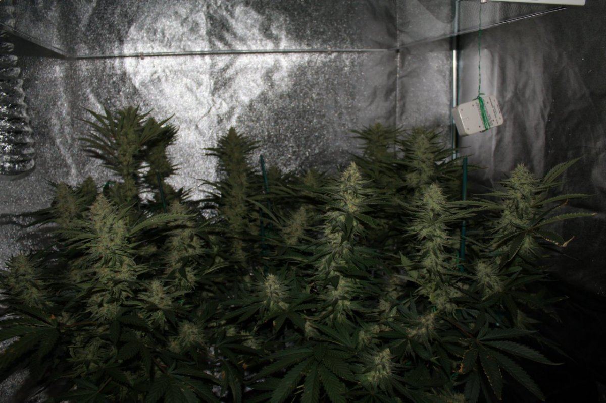 Week 7   4